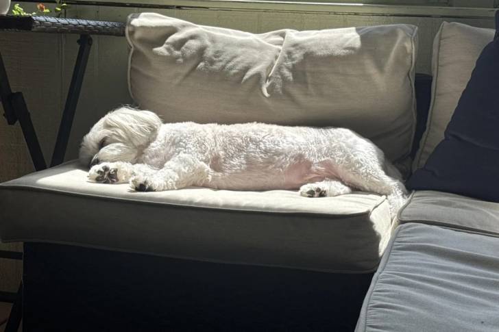 Un Shichon allongé sur un canapé