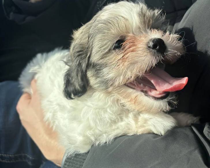 Un Shichon allongé dans les bras d'une personne