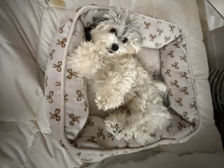 Un Shichon allongé dans un panier 