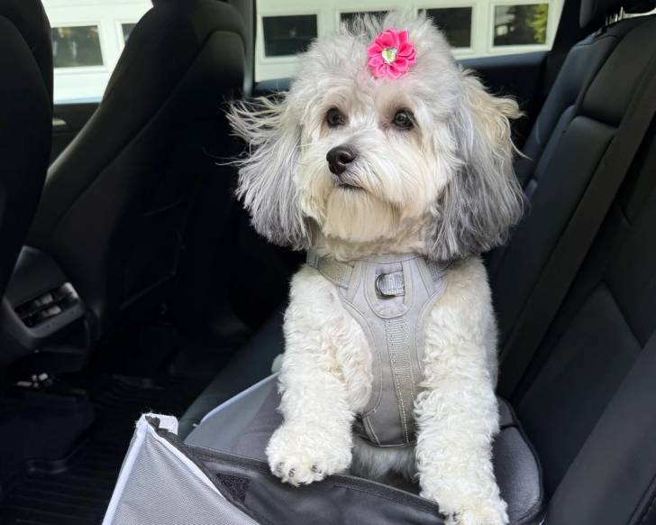 Un Shichon assis dans un véhicule