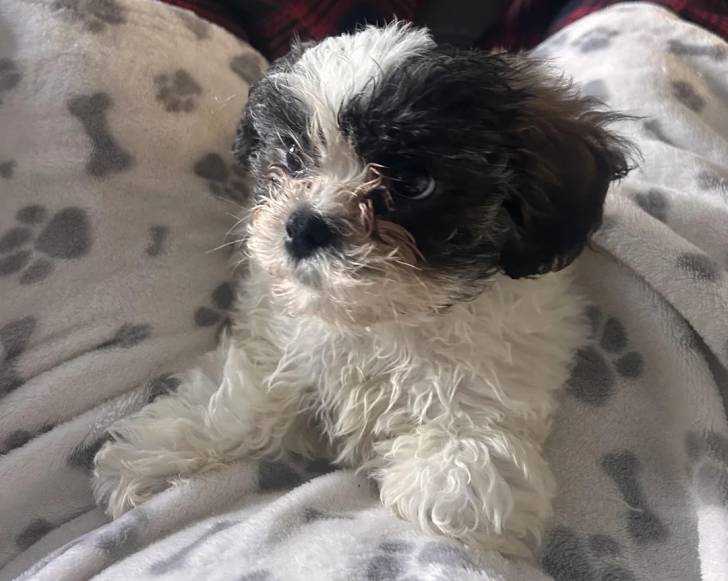 Un Shichon allongé sur une couverture