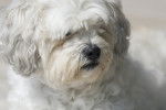 Photo Shichon