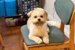 Un Shichon allongé sur une chaise