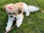 Un Shichon allongé sur un terrain herbeux et tenu en laisse