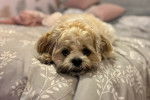 Un Shichon allongé sur un lit