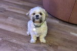 Un Shichon assis sur un plancher en bois et portant un collier autour du cou