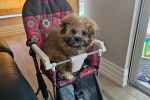 Un Shichon assis sur une chaise roulante