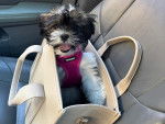 Un Shichon assis dans un sac dans une voiture