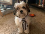 Un Shichon assis sur une moquette et portant une cravate autour du cou