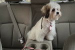 Un Shichon assis dans un véhicule