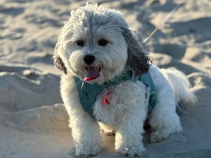 Un Shichon marchant sur une surface sableuse et tenu en laisse
