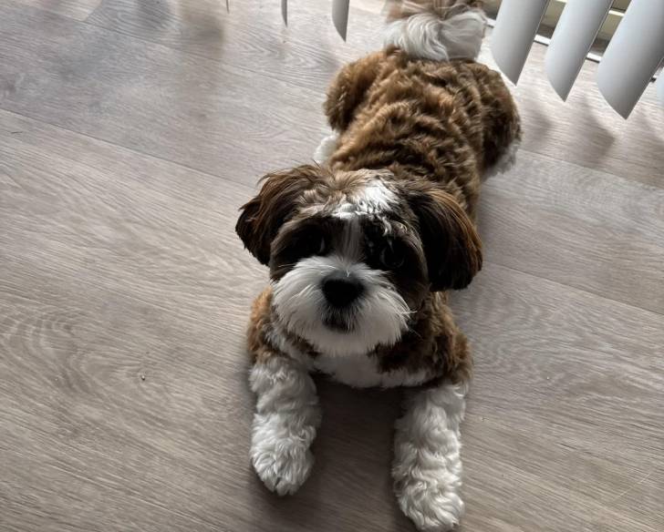 Un Shichon allongé sur un plancher en bois
