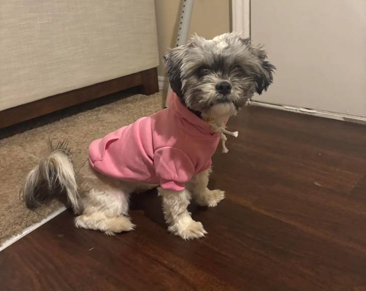 Un Shichon assis sur un plancher en bois et portant un pull-over pour chien