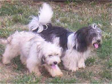 Chacy Ranior - Shichon