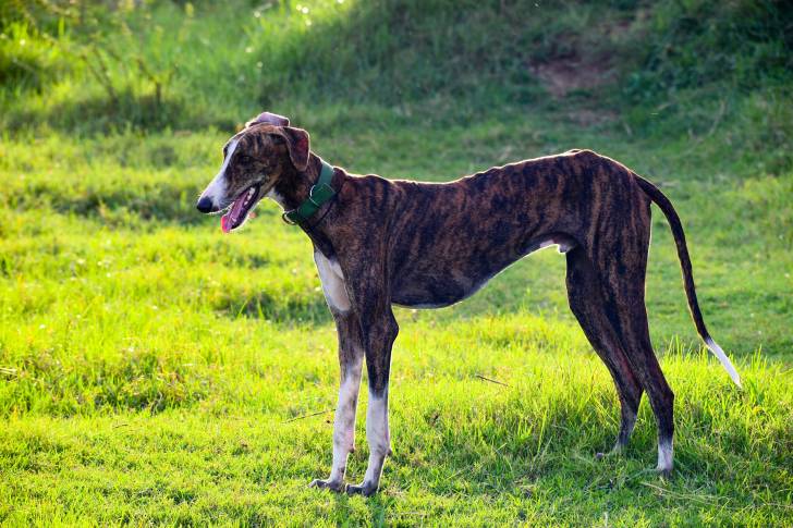 Un Chart Polski sur un terrain herbeux et portant un collier autour du cou