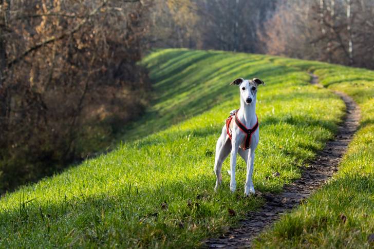 Un Chart Polski sur un terrain herbeux et regardant vers la caméra