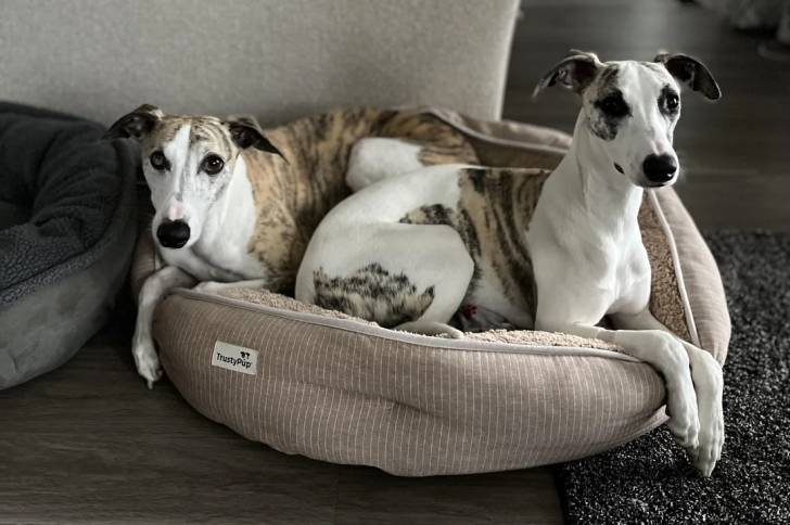 Deux Chart Polski  allongés dans un panier