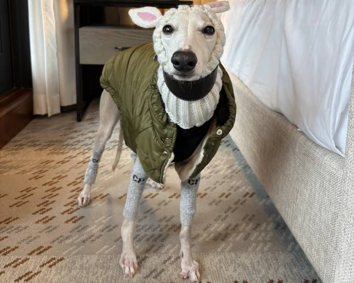 Un Chart Polski portant un gilet et regardant vers la caméra