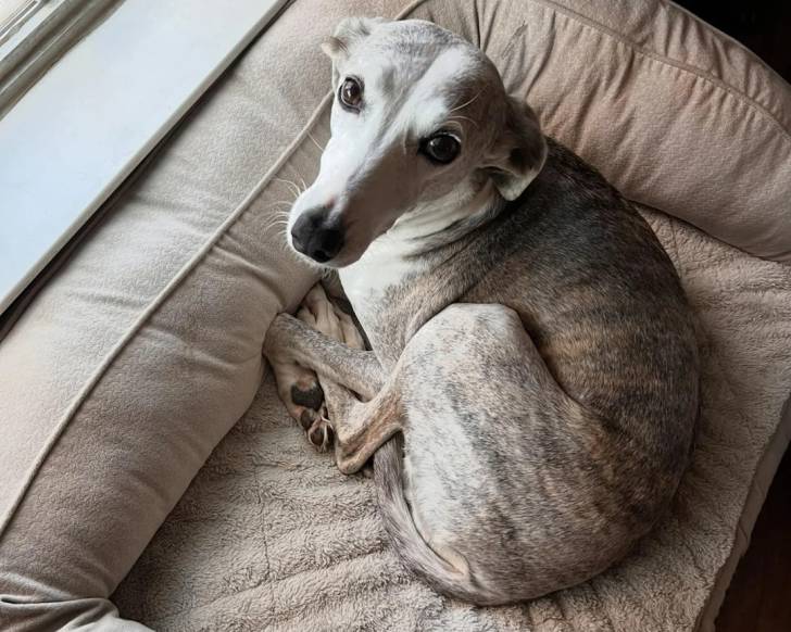 Un Chart Polski allongé sur un panier