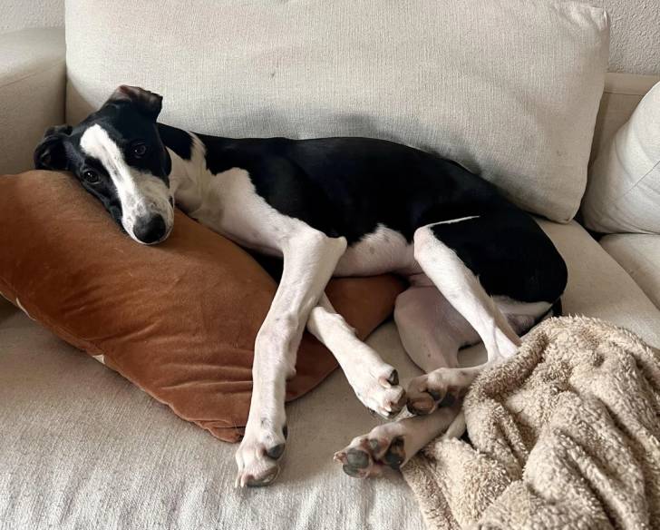 Un Chart Polski allongé sur un fauteuil