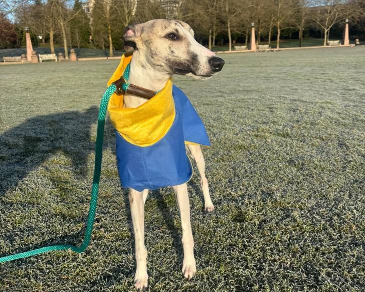 Un Chart Polski sur un terrain herbeux