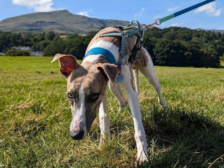 Un Chart Polski tenu en laisse sur un terrain herbeux