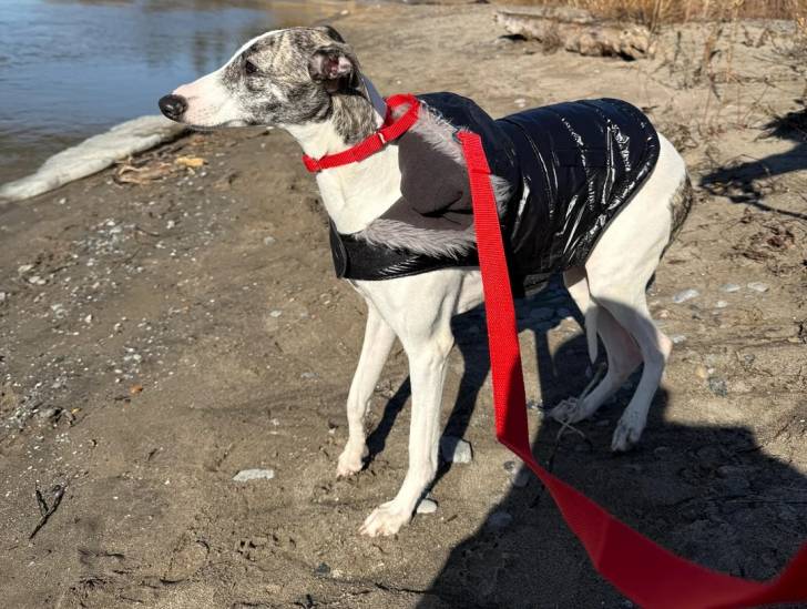 Un Chart Polski sur une surface sableuse portant un gilet et tenu en laisse