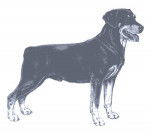 Chien Courant du Smaland - Chien Courant du Smaland