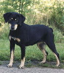 Photo Chien Courant du Smaland