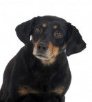 Photo Chien Courant du Smaland