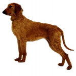 Photo Chien Courant Italien à Poil Dur