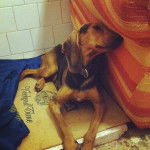 Photo Chien Courant Italien à Poil Dur