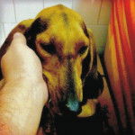 Photo Chien Courant Italien à Poil Dur