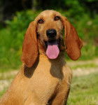 Photo Chien Courant Italien à Poil Dur