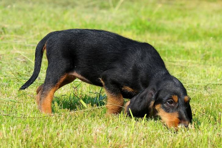 Photo Chien Courant Italien à Poil Dur
