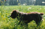 Photo chienne Drahthaar adulte de 6 ans - Drahthaar (6 ans)