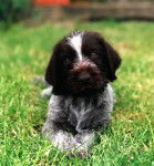 Photo chiot Drahthaar - Drahthaar