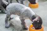 Un chiot Drahthaar en train de manger dans une gamelle