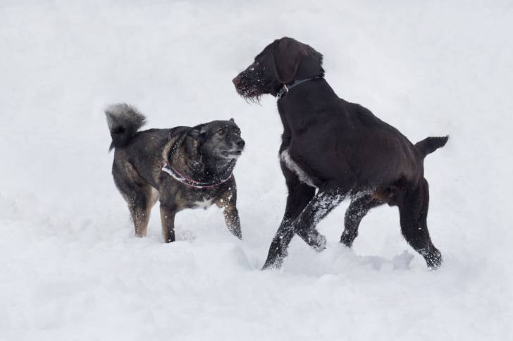 Un Drahthaar en train de jouer dans la neige avec un autre chien