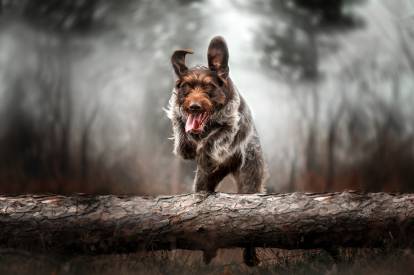 Un Drahthaar en train de sauter par dessus un tronc d'arbre