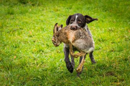 Un Drahthaar qui court avec un gibier dans la gueule