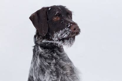 Un Drahthaar dans la neige