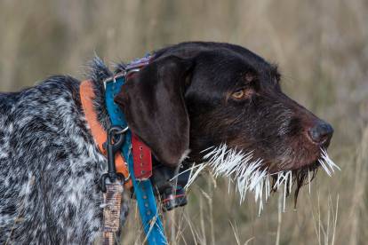 Un Drahthaar qui a été blessé à la chasse