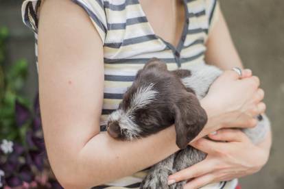 Un chiot Drahthaar dans les bras d'une jeune fille