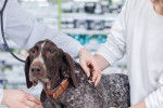 Un Drahthaar en visite chez le vétérinaire