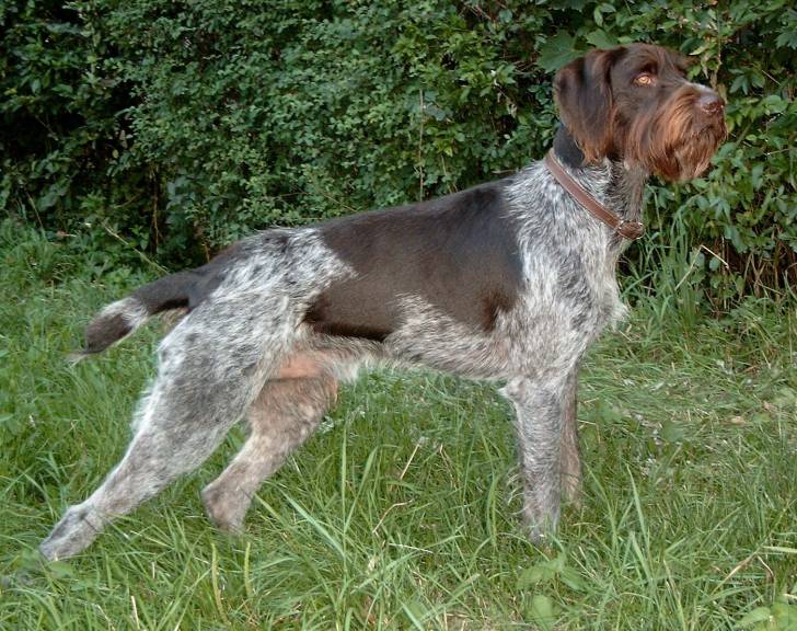 Un Drahthaar en position statique dans l'herbe