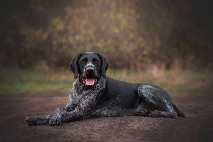 Un Drahthaar noir et blanc allongé sur un sentier de terre