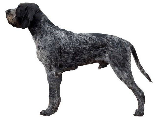 Un Drahthaar en position statique sur fond blanc