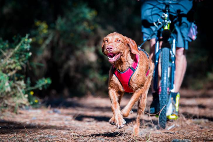 Un Drahthaar qui court pour accompagner un cycliste