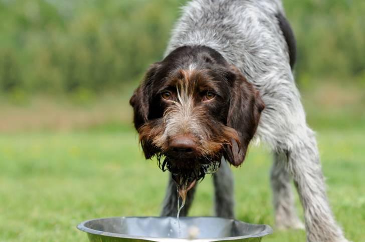 Un Drahthaar qui vient juste de boire de l'eau dans une gamelle
